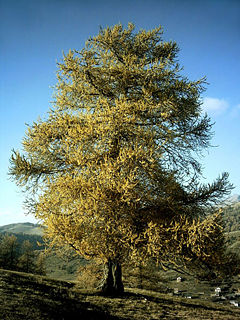 Larix decidua in autumn