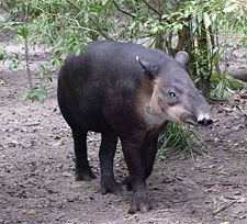 The tapir, the national animal of Belize.