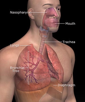 Labeled   World on The Respiratory System   Http   Www 3dscience Com