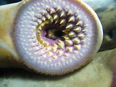 Mouth of a river lamprey