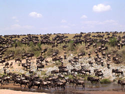 Herd of wildebeests