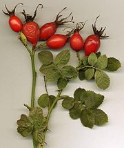 Rose hips are a particularly rich source of vitamin C.