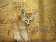 Fennec
