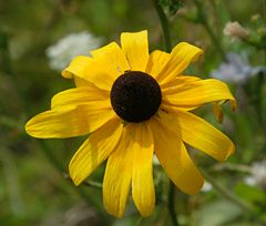 Yellow daisy (Rudbeckia hirta), also known as black-eyed Susan, has yellow ray florets circling a brown, domed center of disc florets.
