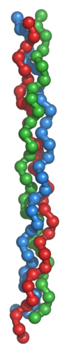 Tropocollagen triple helix.