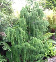 Huon Pine.