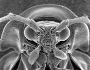 Scanning electron micrograph of a firefly