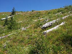View of the hillside at the Johnston Ridge Observatory, 25 years after the eruption.