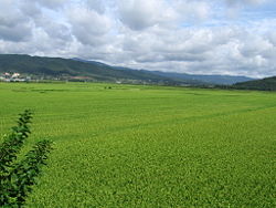Rice fields in South Korea