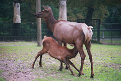 Female nursing young.