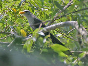 The yellowbill