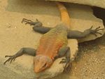 An emperor flat lizard