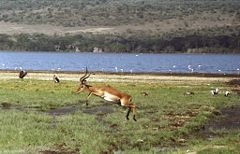 Impala leaping in Kenya
