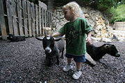 Pygmy goats in petting zoo