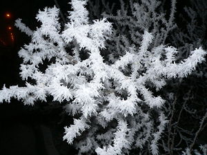Frost that has crystallized on a shrub.