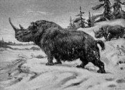 Coelodonta, the extinct woolly rhinoceros.