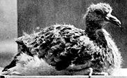 Passenger pigeon chick.