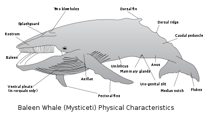 Baleen whale