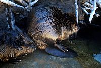 American beaver.