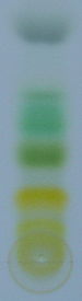 chromatography chlorophyll paper layer thin