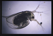 Daphnia through a microscope
