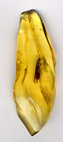 Ancient insect preserved in amber.