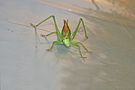 Bush cricket in a green house