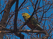Most parrot species are tropical but a few species, like this Austral parakeet, range deeply into temperate zones.