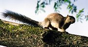 A Grizzled Giant Squirrel in Marayoor, Idukki.