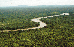 River Gambia flowing through Niokolokoba National Park