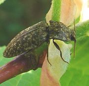 Alaus murina, a click beetle
