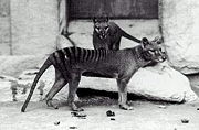 Captive Tasmanian Tigers (now extinct) in a zoo.