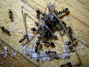 Ants taking apart a larger insect.
