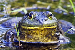 Bullfrog in typical aquatic habitat.