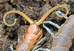 Note that the claw arises from the first thoracic segment