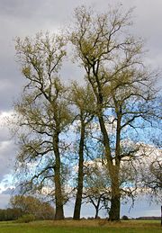 Populus nigra in autumn