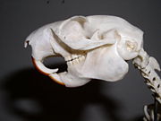 Skull of an extinct Oriental giant squirrel.