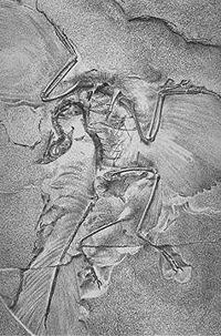 second Archaeopteryx skeleton photographed in 1881 at Humboldt Museum in Berlin