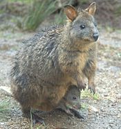 Tasmanian pademelon near Cradle Mountain.