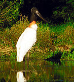 Jabiru mycteria