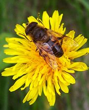 A drone fly exhibits Batesian mimicry by resembling a honey bee.
