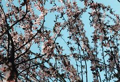 Japanese Cherry (Prunus serrulata) in bloom