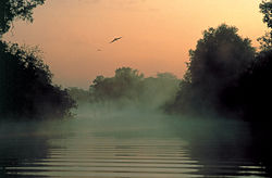 Mist in Billabong, Kakadu