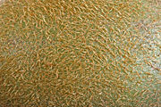 Kiwifruit skin close up