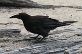 A currawong in the Cradle Mountain-Lake St. Clair National Park.