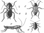 Oriental cockroach (Blatta orientalis). a, female; b, male; c, side view of female; d, young.