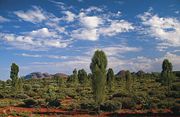 Desert Oaks with Kata Tjuta in the background.