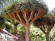Trees of genus Dracaena