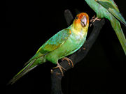 A mounted specimen of the Carolina parakeet which was hunted to extinction.
