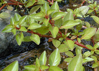 The leaves on this plant are arranged in pairs opposite one another, with successive pairs at right angles to each other ("decussate") along the red stem (note developing buds in the axils of these leaves)